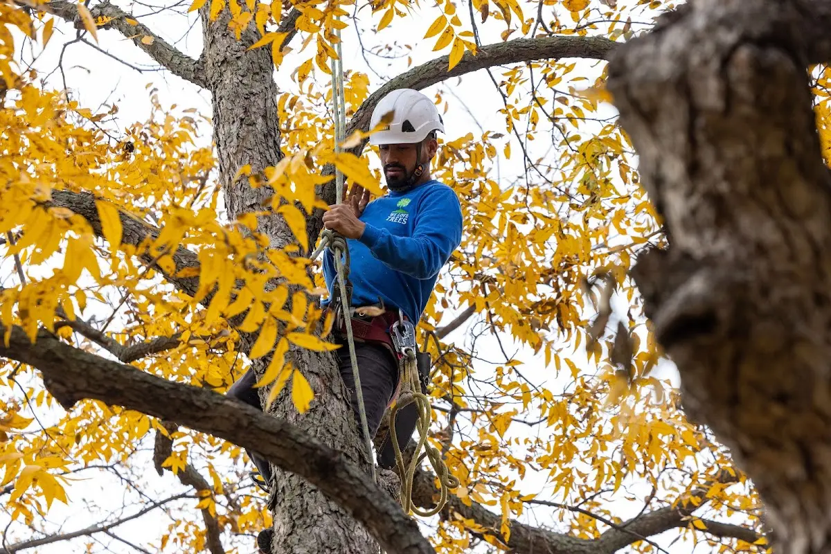 Skilled Tree Pruning crew working in Brownville