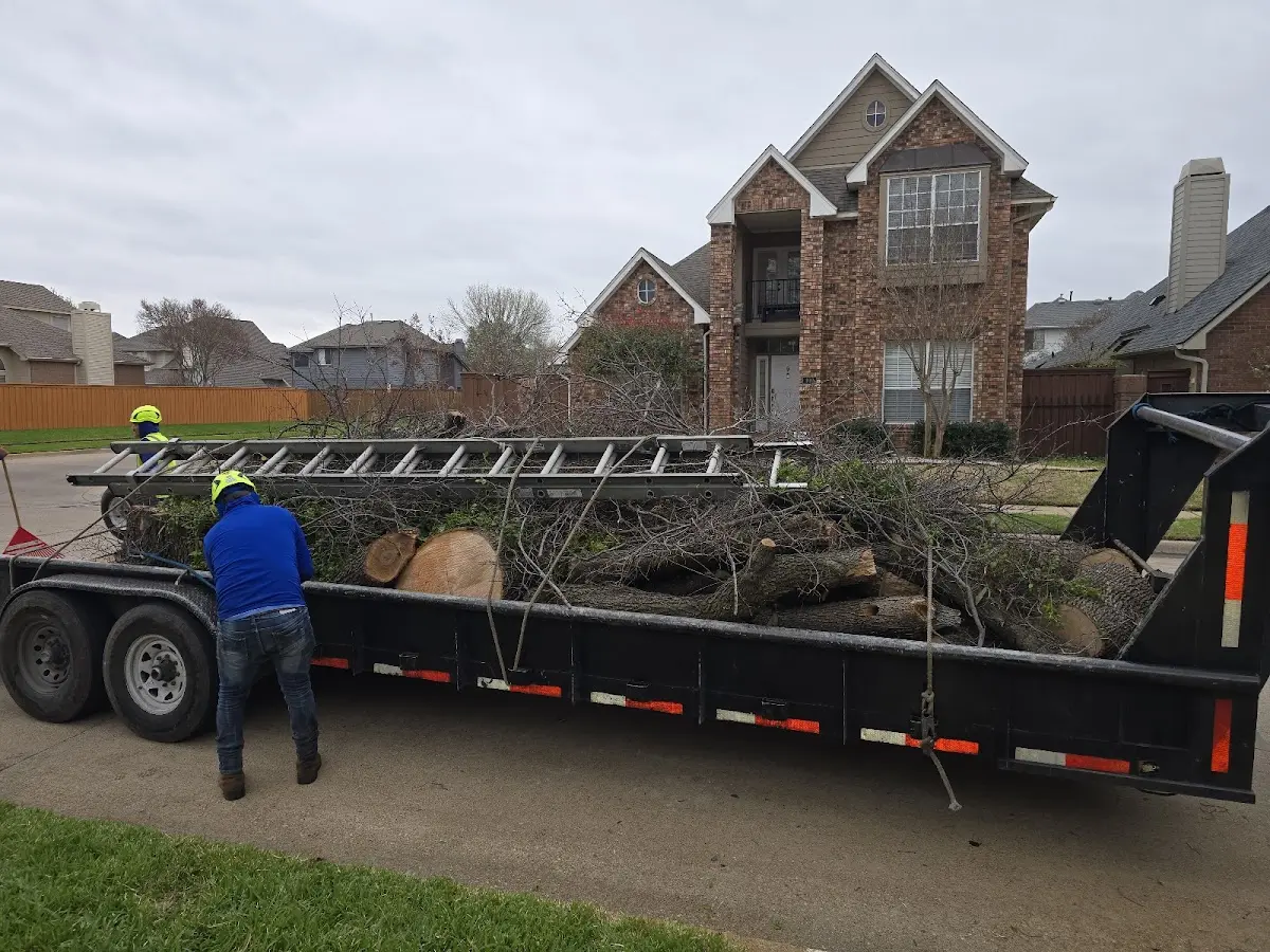 Expert Tree Pest Control with proper safety equipment in Brownville